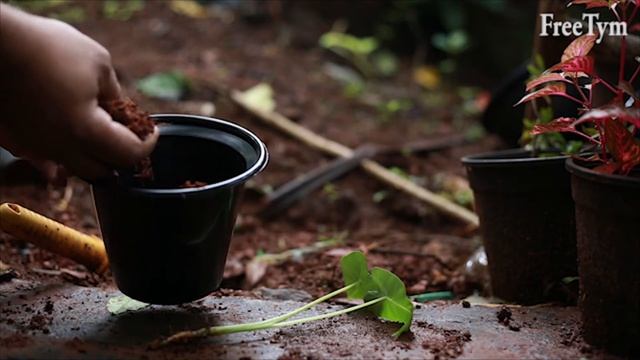 Alocasia Frydek | Alocasia Green Velvet | Care - Propagation