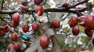 Слива растопыренная Нигра (prunus domestica nigra) ? Нигра обзор: как сажать, саженцы сливы Нигра