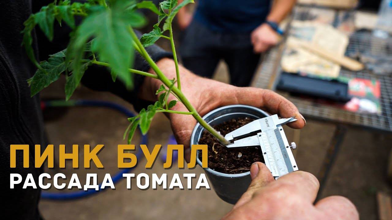 Роман Воробьёв отзыв и обзор рассады (Пинк Булл)