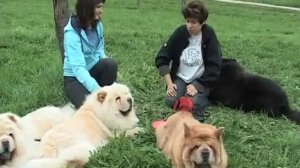 Порода собак    ЧАУ  ЧАУ