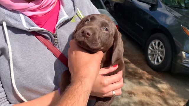 США Влог У нас Прибавление Большая семья в США /USA Vlog/ смотреть онлайн