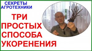Три самых простых способа укоренения винограда в домашних условиях.