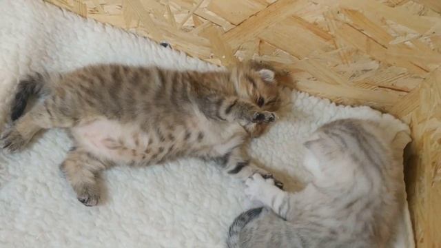Самое милое видео про котят скоттиш фолд и скоттиш страйт Поднимают настроение смотреть онлайн