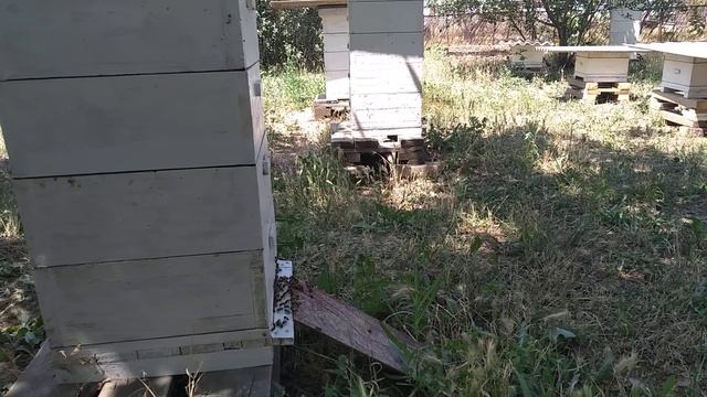 Очередной тяжёлый для пчеловодства сезон,не повод сдаваться и опускать руки. смотреть онлайн