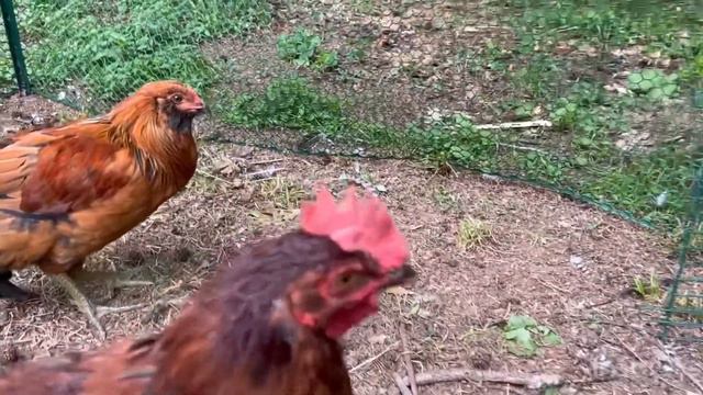 Aggressive rooster 🐓 смотреть онлайн