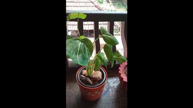 Syngonium/adinium/caladium смотреть онлайн