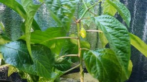 Листья на перце стали фиолетовые. Почему листья поменяли цвет? Chili pepper.