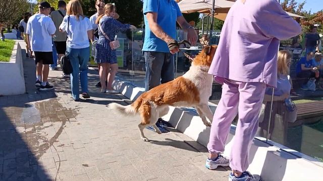 13.08.2023 Собаки в Мега парке смотреть онлайн