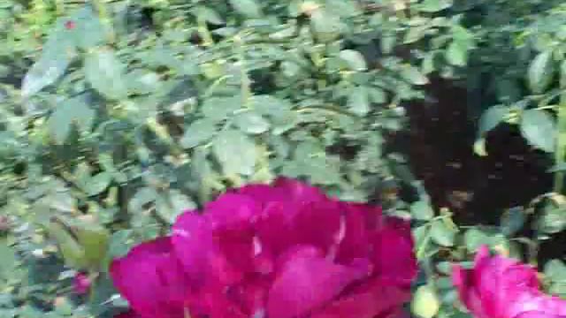 rose intrique смотреть онлайн