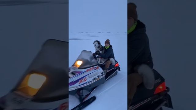 Conservative husky snowmobiles смотреть онлайн