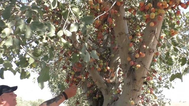 Инжир. Смоковница/ Fig Tree