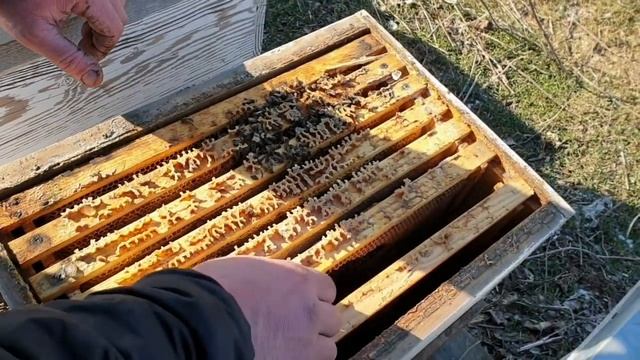 Ревизия. Считаем потери Бакфаста?. Охота на мышей в улье.