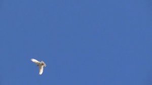 Игромания Бойных голубей. Бойные( игровые голуби)