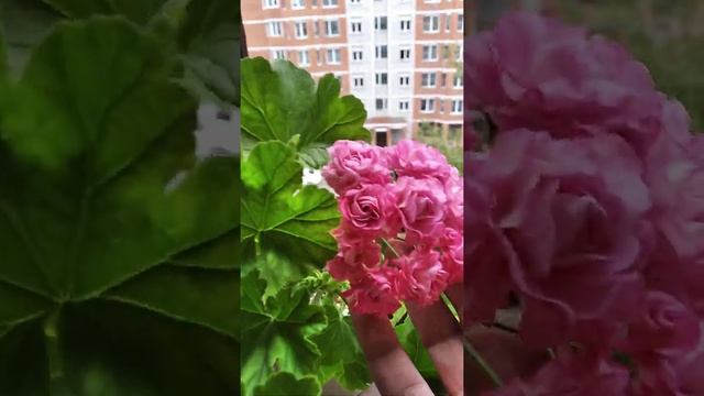 Пеларгония Swanland Pink Rosebud. смотреть онлайн