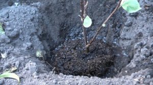 Посадка магнолии осенью ❤ Магнолия Суланжа Alexandrina