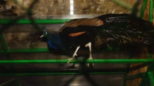 Зоопарк смотреть онлайн