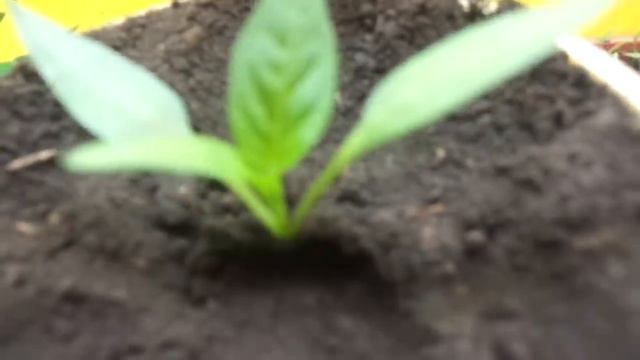 ЗАГЛУБЛЯТЬ ЛИ ПЕРЕЦ ПРИ ПИКИРОВКЕ? Ольга Чернова. смотреть онлайн