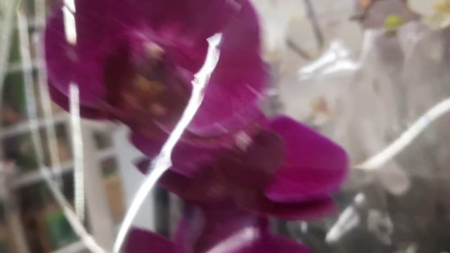 ОРХИДЕИ В ЛЕРУА //28.05 24// смотреть онлайн