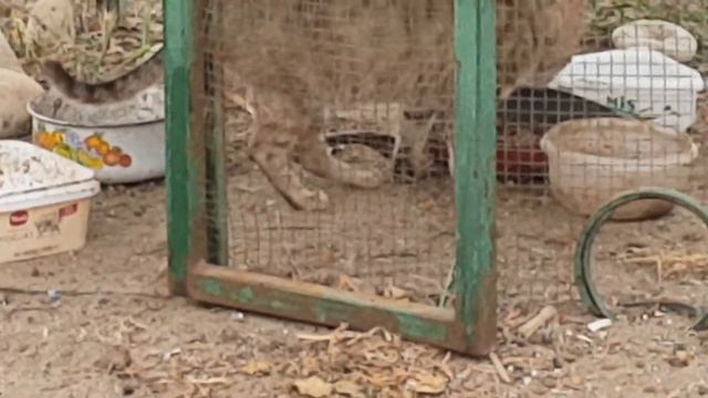 Как кошки живут на берегу Средиземного моря. смотреть онлайн