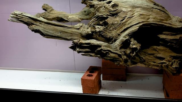 Abandoned Bearded Dragon Gets Mansion Vivarium (Giant Bioactive Build) смотреть онлайн