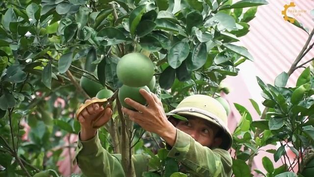 Harvesting TURMERIC On The FARM - Unexpectedly Found A Rare BIG PYTHON | Free New Life