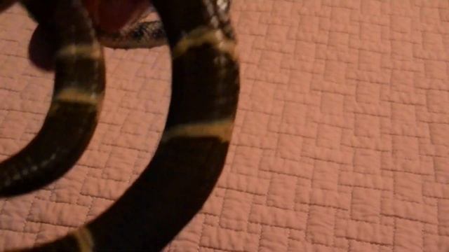 Toy rubber snakes review смотреть онлайн