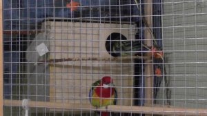 Разведение попугаев розелл НАЧАЛО повесила домик