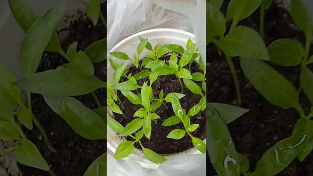 Как развивается рассада горького перца смотреть онлайн