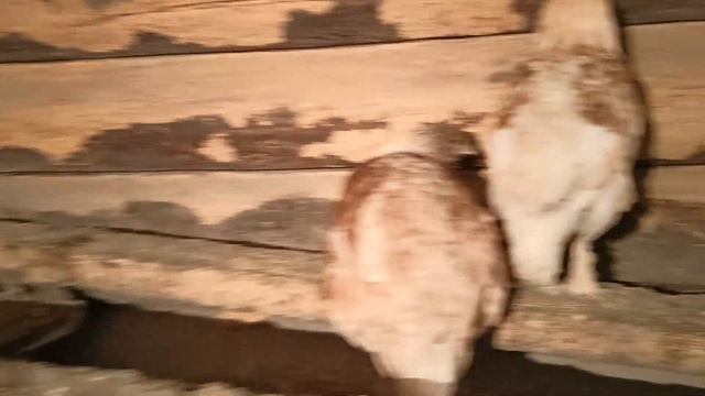 Я обнаружила у нас лохматых кур! Откуда они взялись? смотреть онлайн