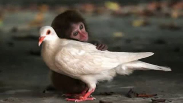 Животные тоже любят avi смотреть онлайн