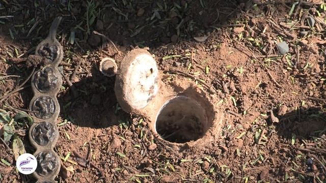 African Trapdoor Spider: Nature's Ingenious Architect