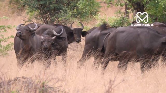 BÚFALO COMETE GRAVE ERRO AO ENFRENTAR LEÃO смотреть онлайн