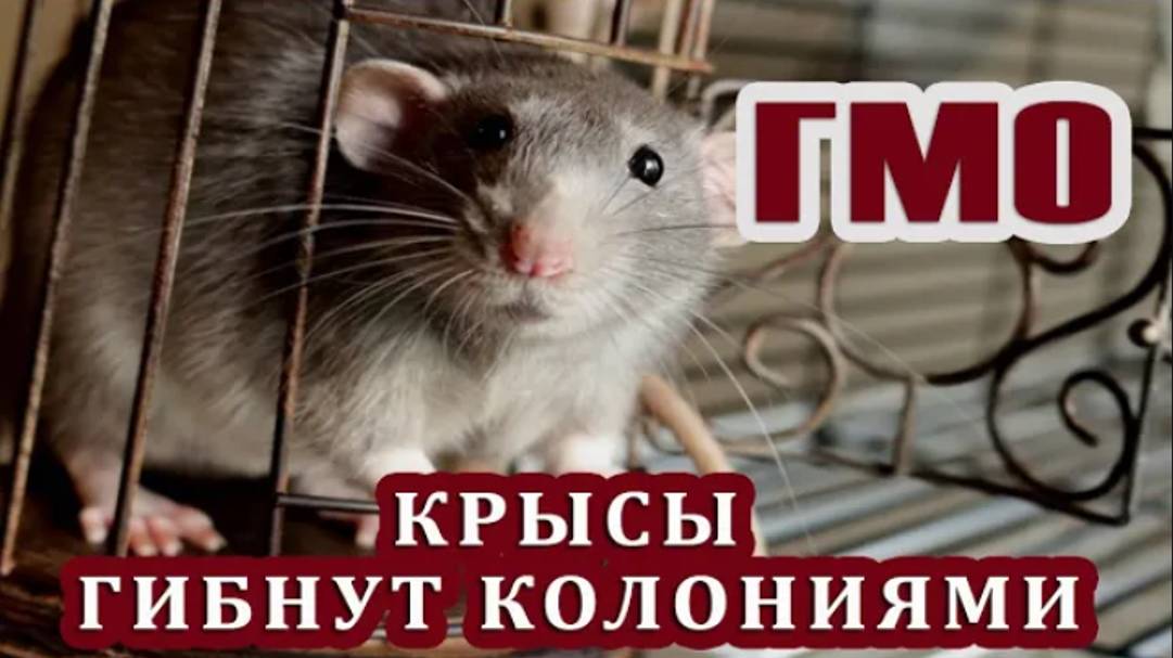 Как избавиться от крыс раз и навсегда за 1 раз! Лучший!!! способ уничтожения мышей и крыс. смотреть онлайн