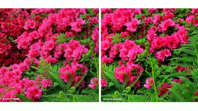 Canon EOS 200D VS Nikon D5600 Camera Comparison | Video Shoots and Image Sample | Witch is Better смотреть онлайн