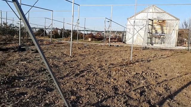 Последняя посадка саженцев ежевики Гай и малины Амиры смотреть онлайн