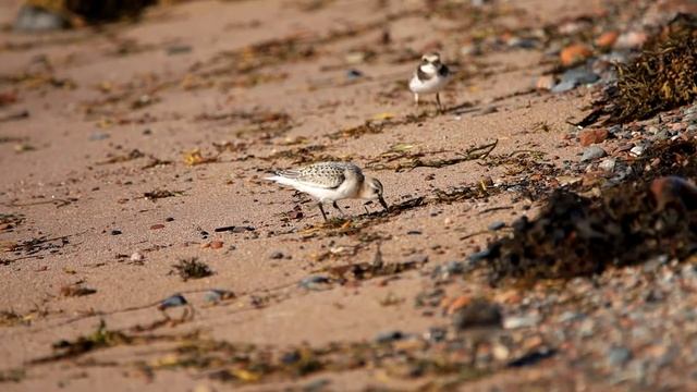Галстучники, чернозобики и песчанки. смотреть онлайн