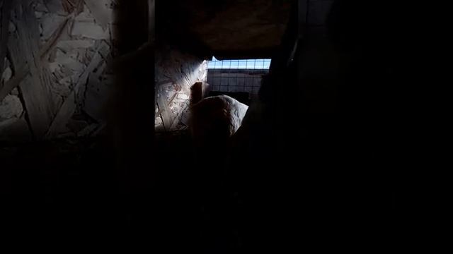 Новенькие. Куры порода леггорн. смотреть онлайн