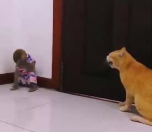 Драка кошки и мартышки.
