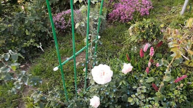 Плетистая роза Пенни Лейн(Penny Lane) смотреть онлайн