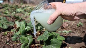 Первое чем нужно подкормить клубнику весной чтобы летом завалило ягодой. Чем подкормить клубнику?