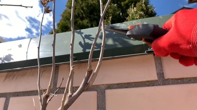 Обильное цветение гибискуса благодаря обрезке смотреть онлайн