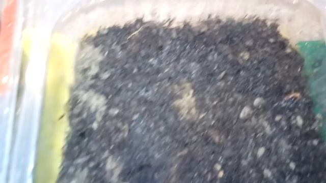 Посадка семена перцев и баклажан (часть 1) смотреть онлайн