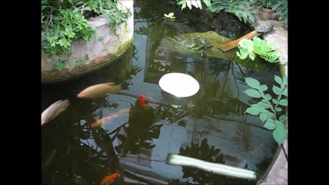 #Томск.Дружные рыбки в ботаническом саду./Tomsk.Other fish in the botanical garden. смотреть онлайн