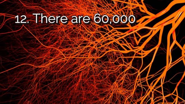 Gorillas  Can Be Put On The Pill? | 20 Random Facts