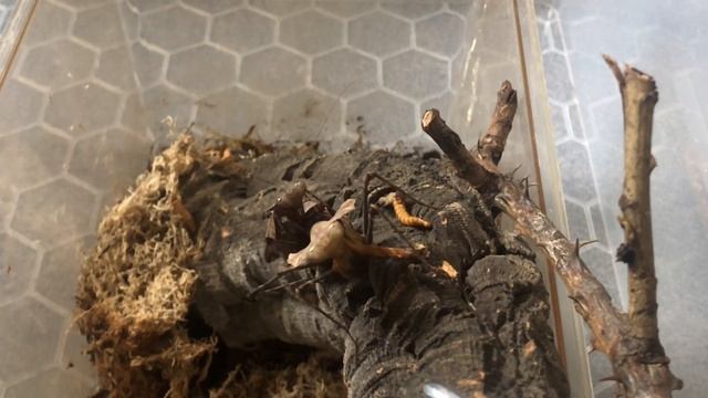 How to Breed Mantids - Dead Leaf Mantis (Deroplatys desiccata) смотреть онлайн