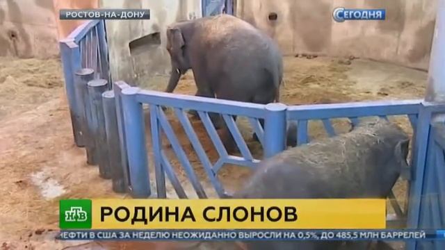 Слоненок весом 130 килограммов родился в ростовском зоопарке смотреть онлайн