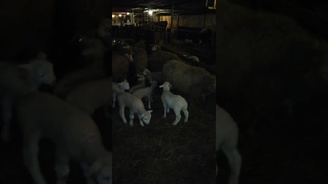 Купирование хвостов у ягнят. смотреть онлайн