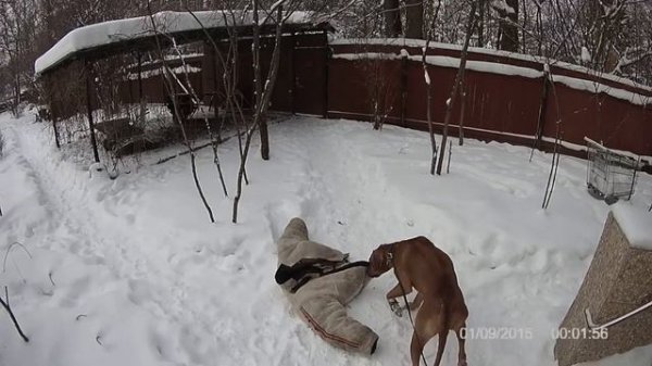 Родезийский риджбек ( rhodesian ridgeback ) работа на охрану. Первый пуск, задержание
