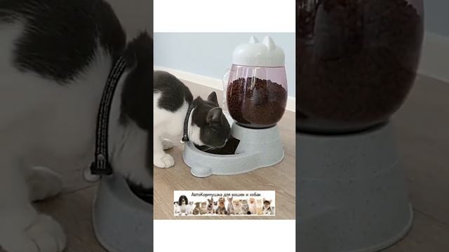 Автокормушка для кошек и собак