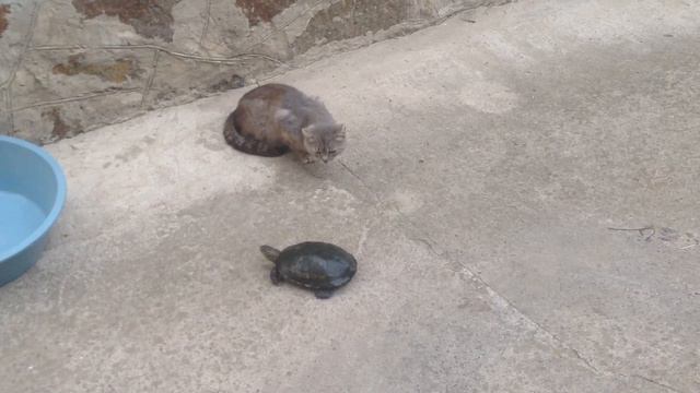 Бой, собачка vs курица, жесть ржач прикол 2019 года . Смотреть всем до конца смотреть онлайн